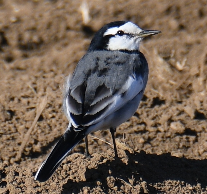 そうそう、君はそこでゆっくりして下さい (^^♪。