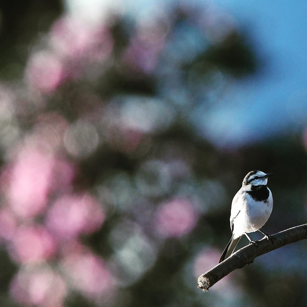 ハクセキレイ (''◇'')ゞ