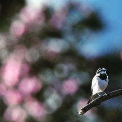 ハクセキレイ (''◇'')ゞ