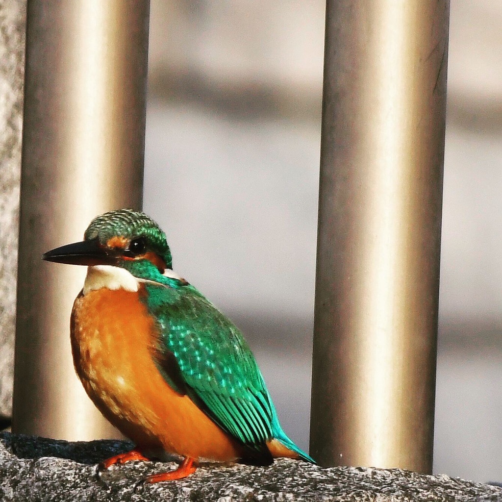 カワセミ ☆(^^)☆