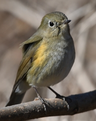 (✿✪‿✪｡)ﾉｺﾝﾁｬ♡