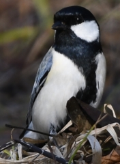 シジュウカラさん ～♪。
