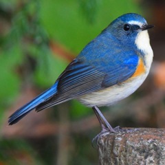 ルリビタキ (^_-)-☆