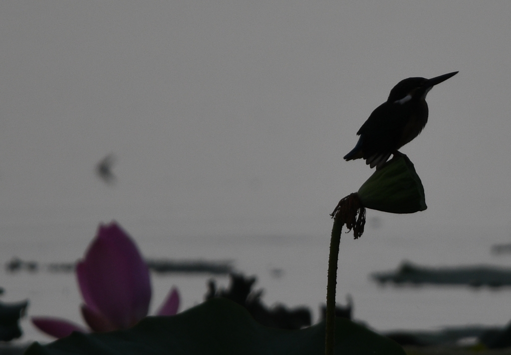 哀愁のカワセミ ～その2