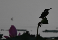 哀愁のカワセミ ～その2