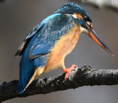 Miss.Kingfisher ('◇')ゞ。