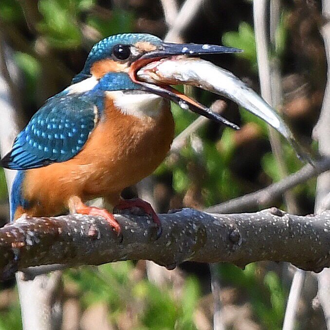 いただきます ～♪。