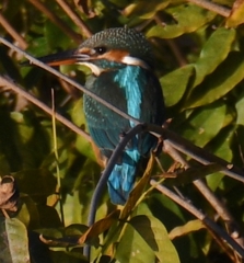 君って、シャイなの (￣▽￣;)。