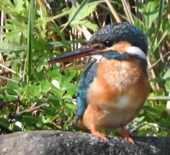 今の君は、ピカピカに光って ～♪。