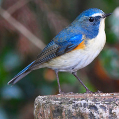 ルリビタキ (=^・^=)