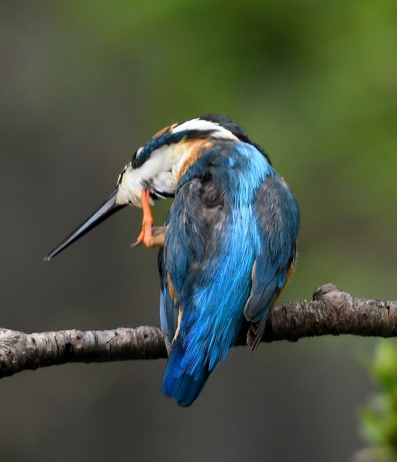 カワセミブルー !(^^)!。