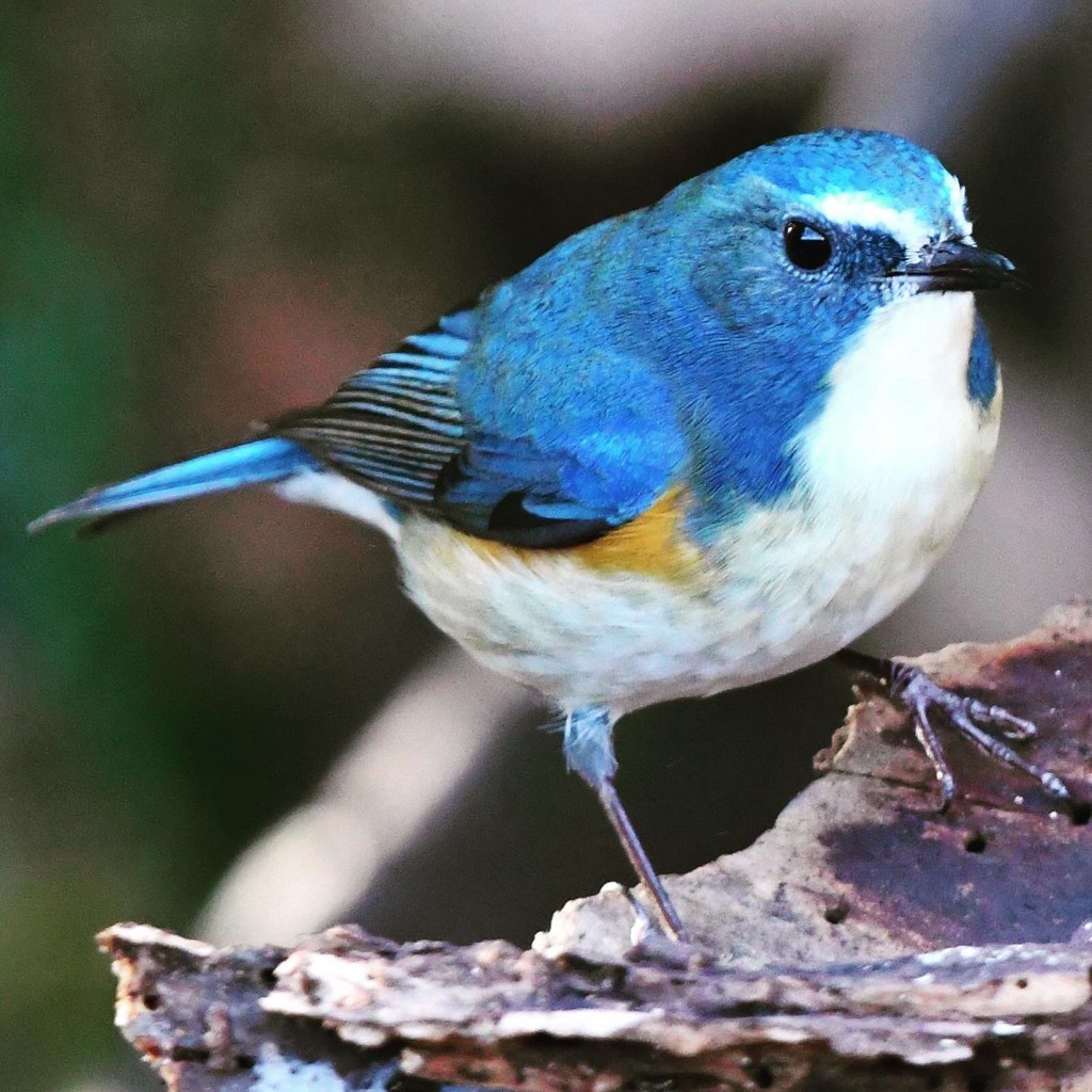 ルリビタキ (=^・^=)