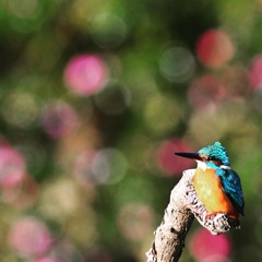 サザンカの宿 ☆(^^)☆