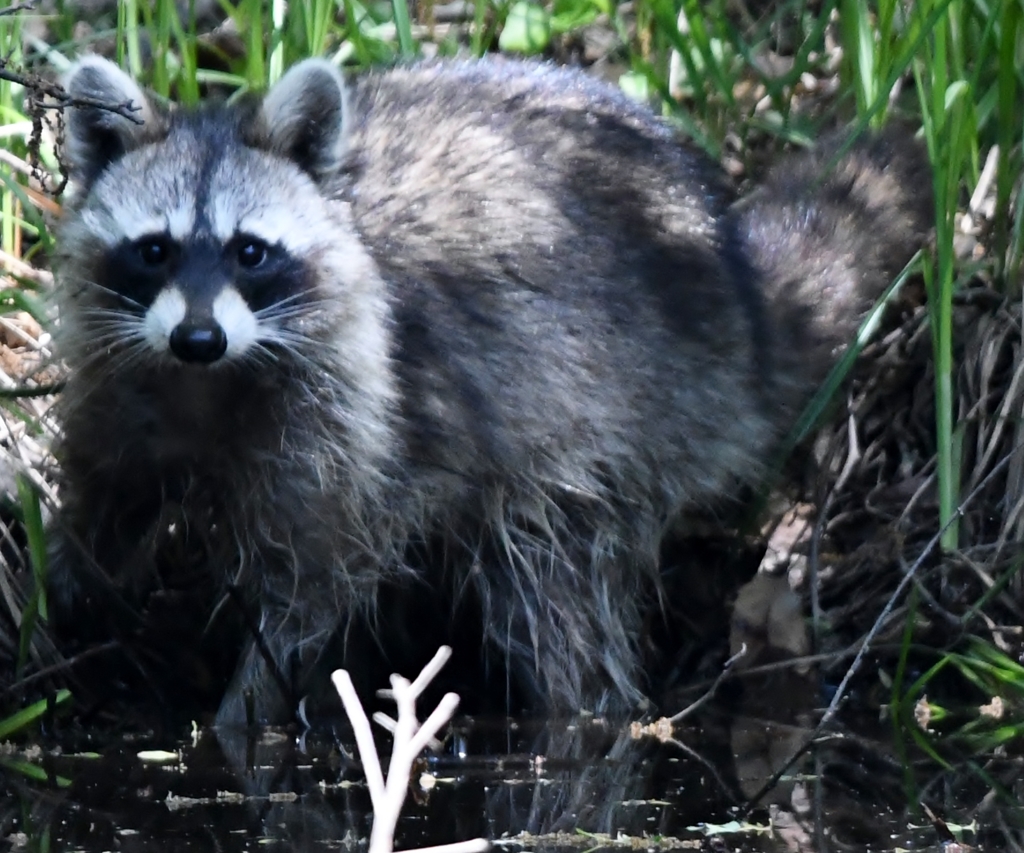 野生のアライグマさん (=^・^=)。