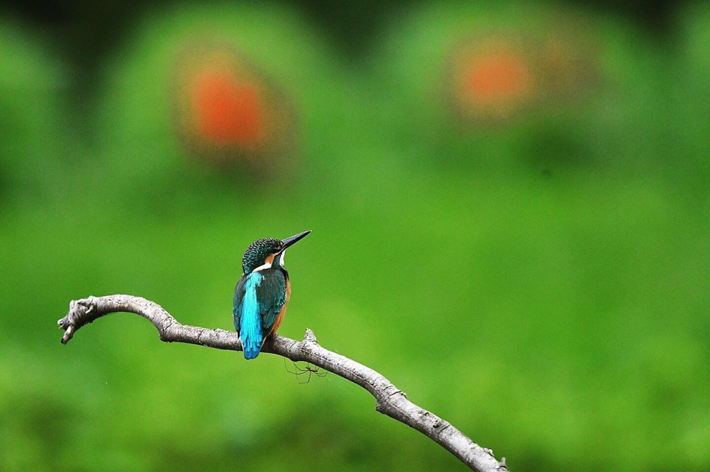 コキアをバックに (o^^o)
