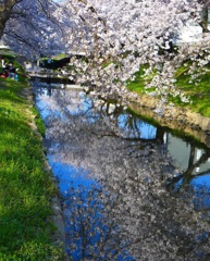 元荒川のさくら並木