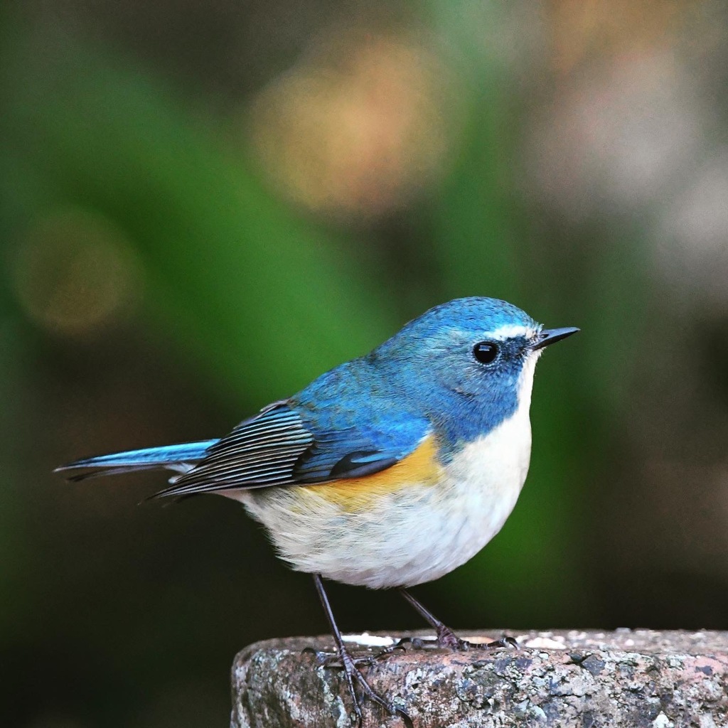 ルリビタキ (=^・^=)