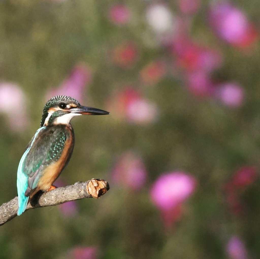 まだまだコスカワ (*^◯^*)