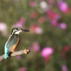 まだまだコスカワ (*^◯^*)