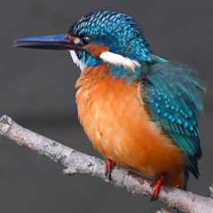 カワセミ (''◇'')ゞ