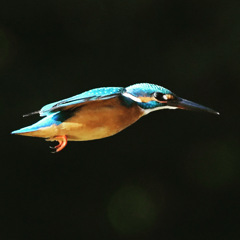 カワセミ ＼(◎o◎)／