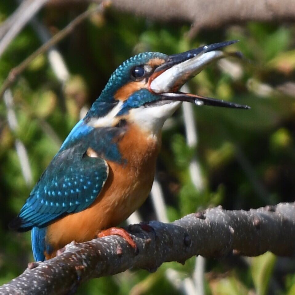 飲み込めなくて、ｱｾｱｾｱｾ。