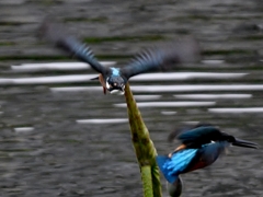 2羽で ～ !(^^)!～ ⑥