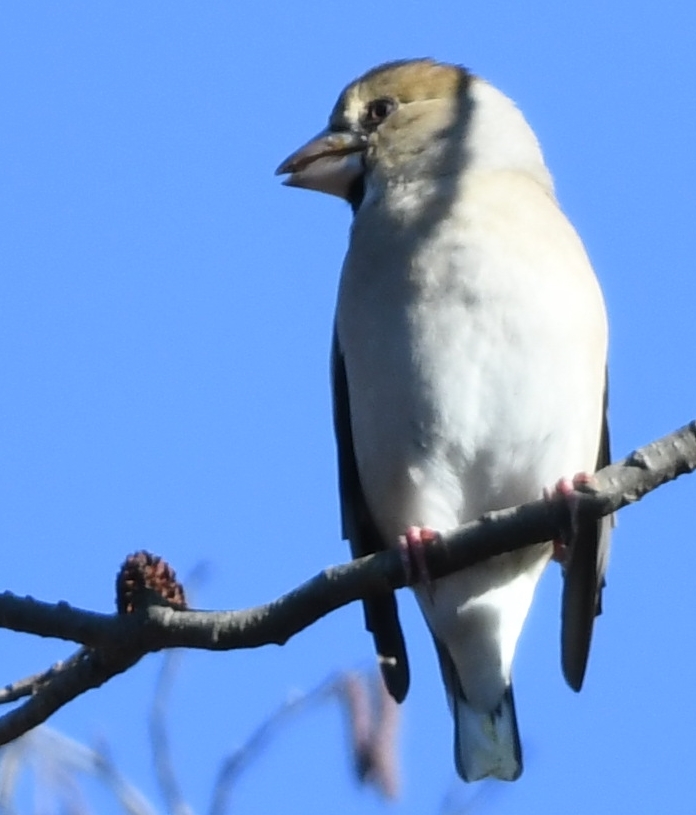 本日の友情出演の方 (''◇'')ゞ。
