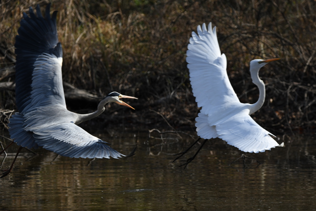 お初ショット ～♬。