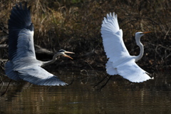お初ショット ～♬。