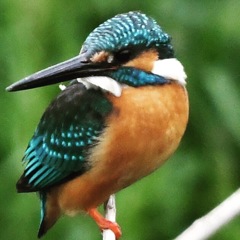 カワセミさん～♪。