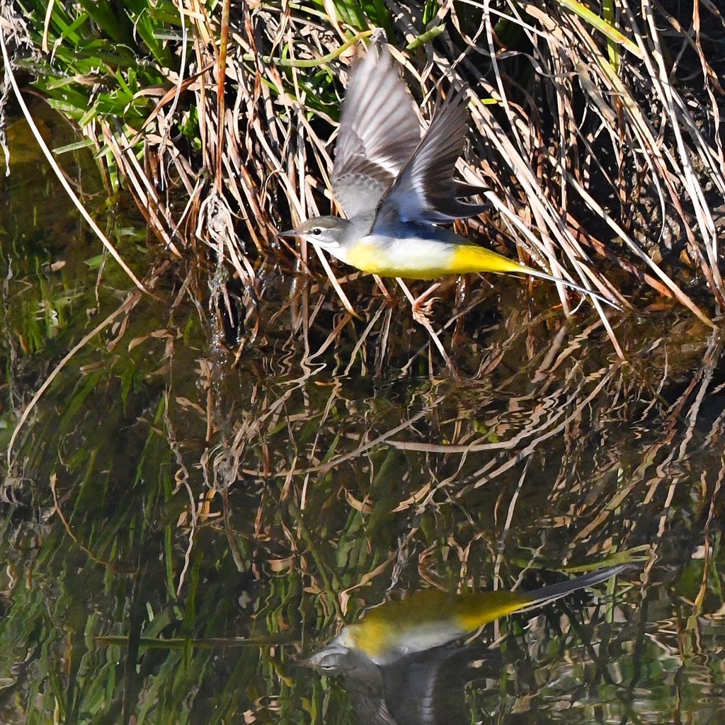 キセキレイ (^○^)