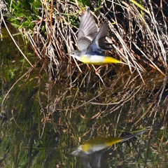 キセキレイ (^○^)