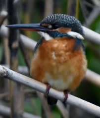 久々の君は、やっぱり素敵でした (''◇'')ゞ。