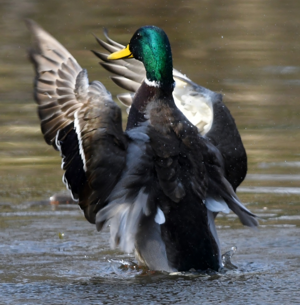 池の指揮者 (^^)/~~~。