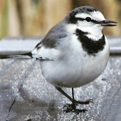 ハクセキレイ (^3^)/