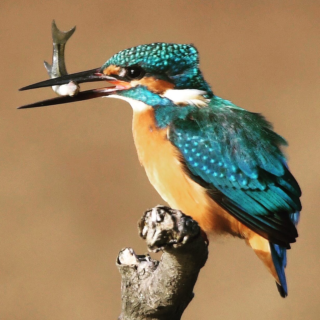 モーニング (^^ゞ