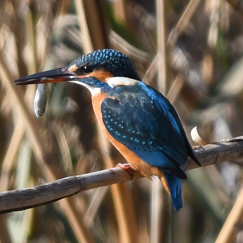カワセミ (''◇'')ゞ