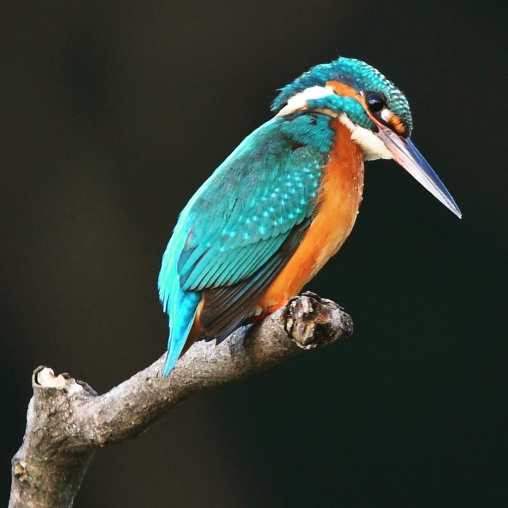 カワセミ (''◇'')ゞ