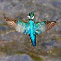 Kingfisher (((o(*ﾟ▽ﾟ*)o)))♡