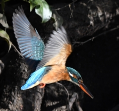Diving scene of today's kingfisher