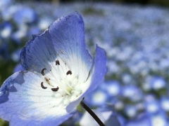 春ですね〜 ♬ 。