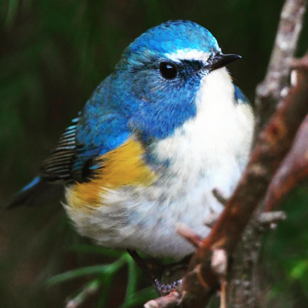 ルリビタキ (^^)/~~~