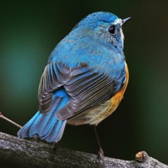 ルリビタキ (^^♪