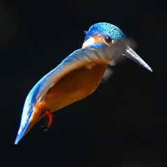 チラ見ホバ (^_-)-☆