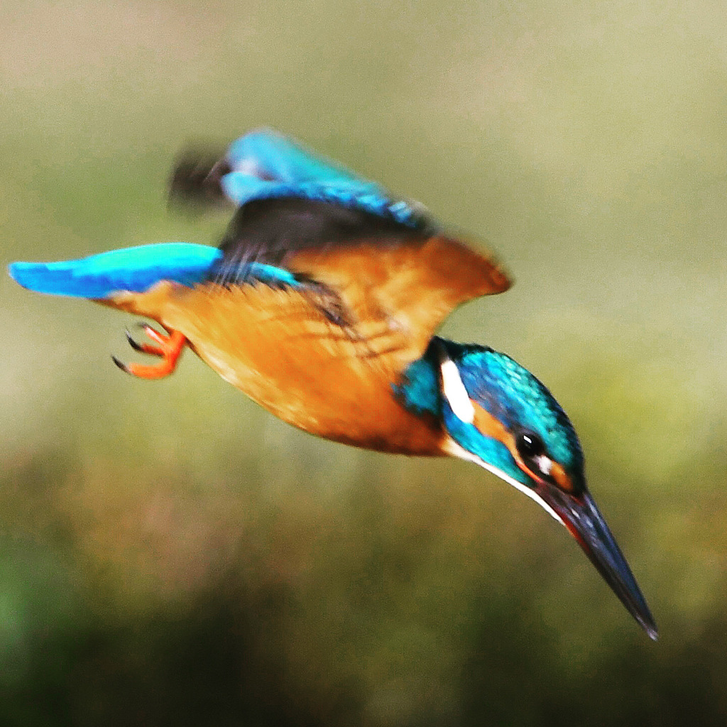 ホバリング ☆(^^)☆