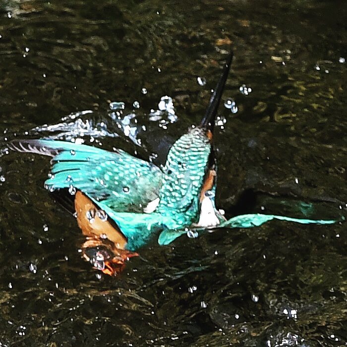 ピンボケですが、ｱｾｱｾｱｾ。