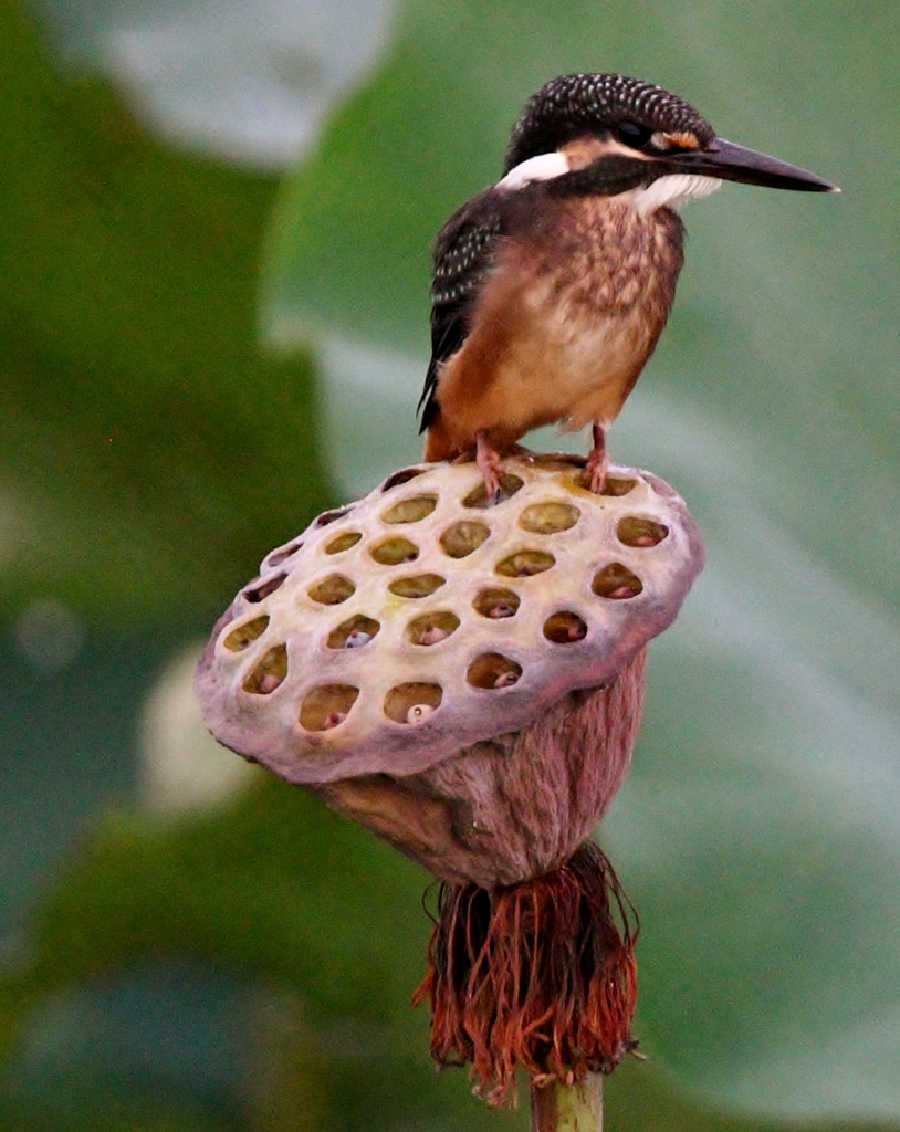 幼鳥 on シャワーヘッド #01