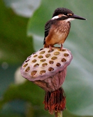 幼鳥 on シャワーヘッド #01