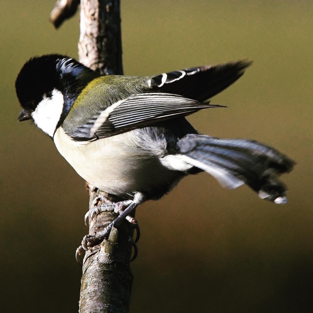シジュウカラ (*^^*)